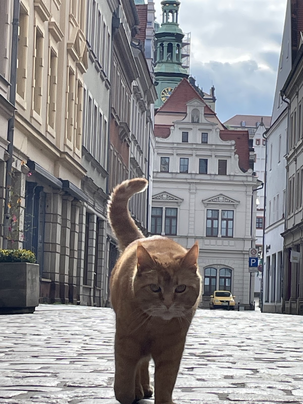 Hamburg street scene with a cat in the foreground