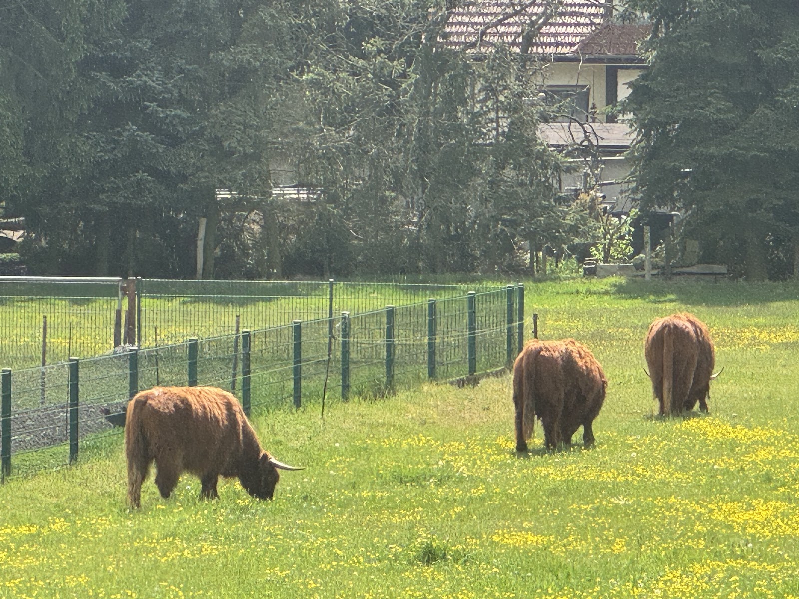Countryside animals during the Germany trip