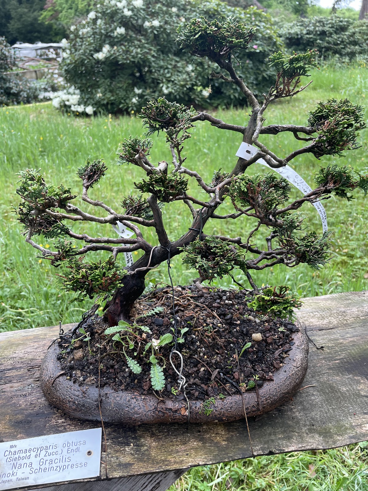 Tree display at the Dresden zoo