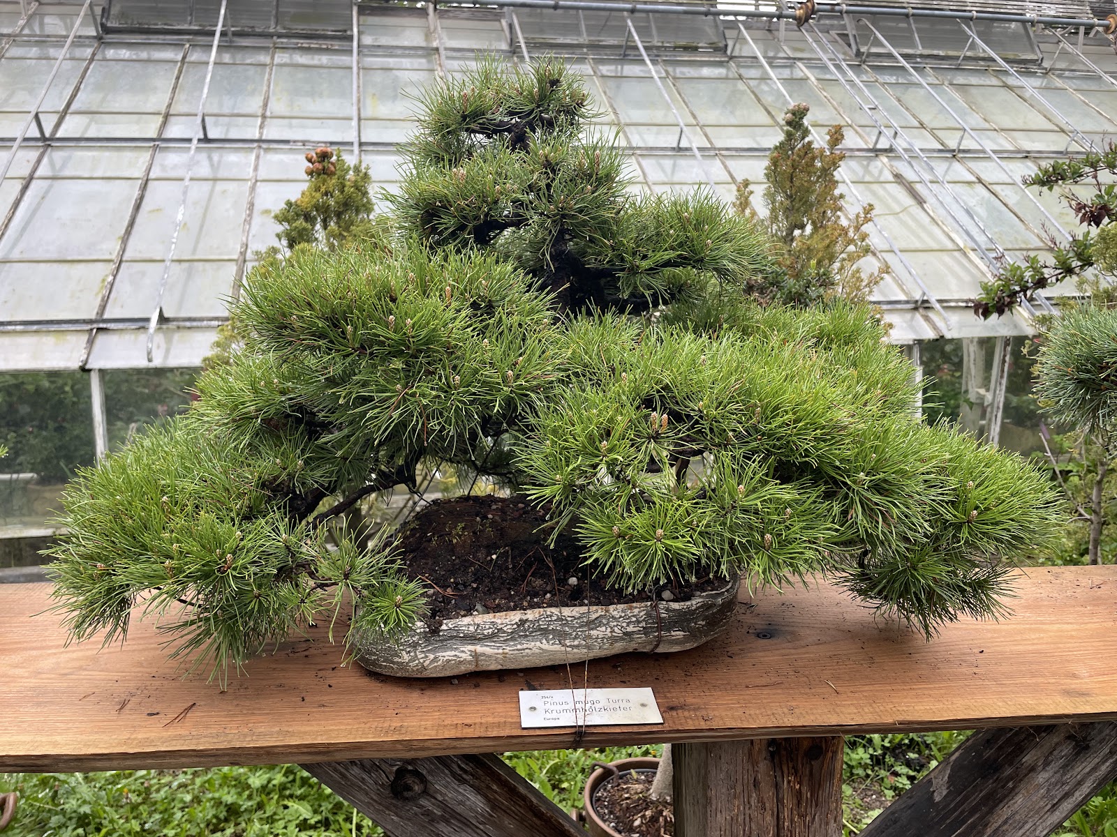 Bonsai display in the Dresden greenhouse