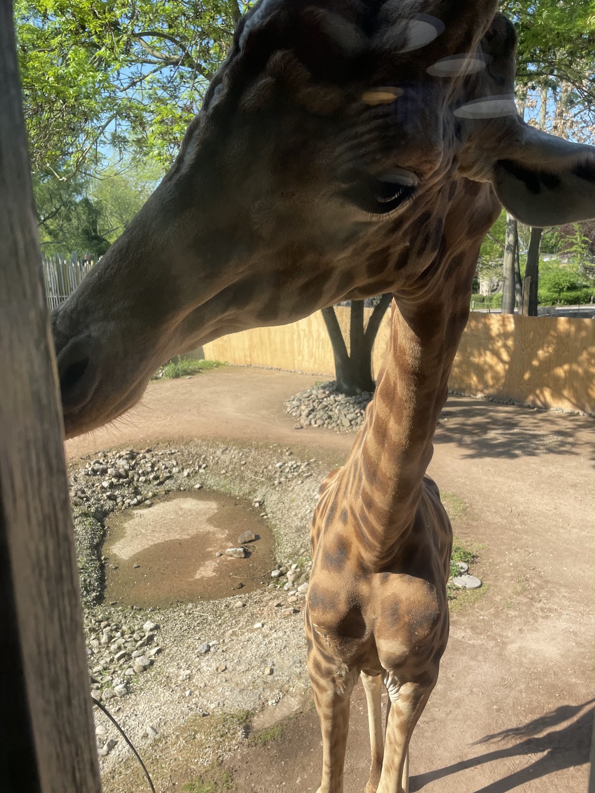 Giraffe at the Dresden zoo