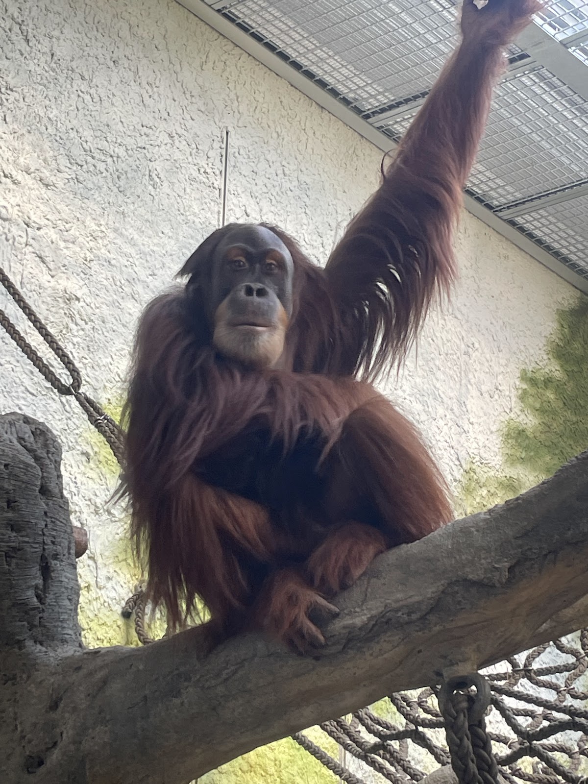Orangutan at the Dresden zoo