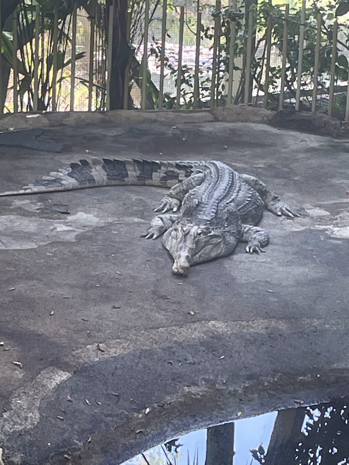 Lizard at the Dresden zoo