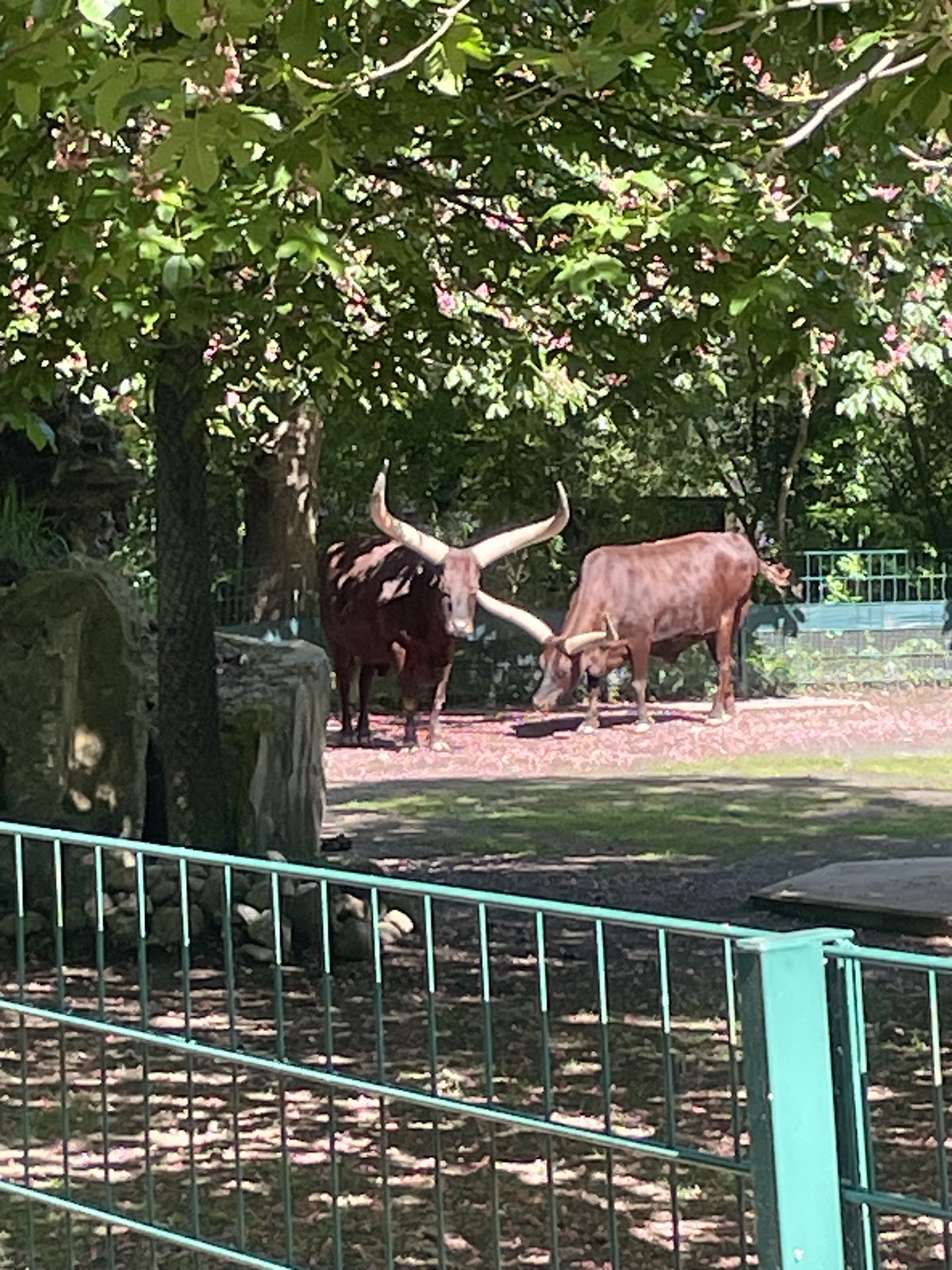 Antelope at the Dresden zoo